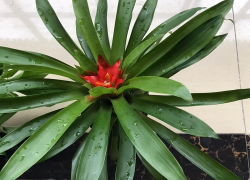 鸿运当头可以放在室外养吗