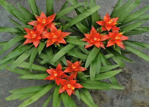 鸿运当头可以放在室外养吗