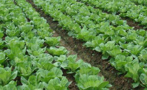 种植大白菜怎样施肥才产量高