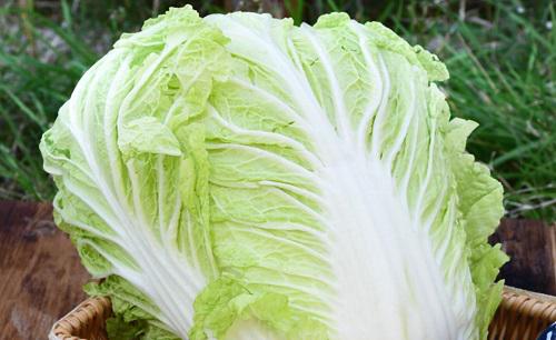 种植大白菜怎样施肥才产量高