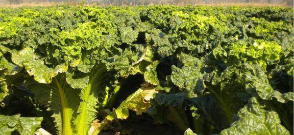 种植大白菜怎样施肥才产量高