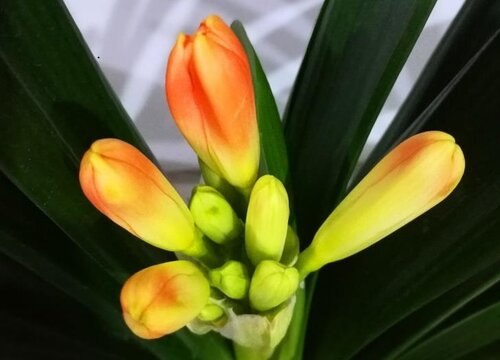 用什么养护君子兰年年开花不断