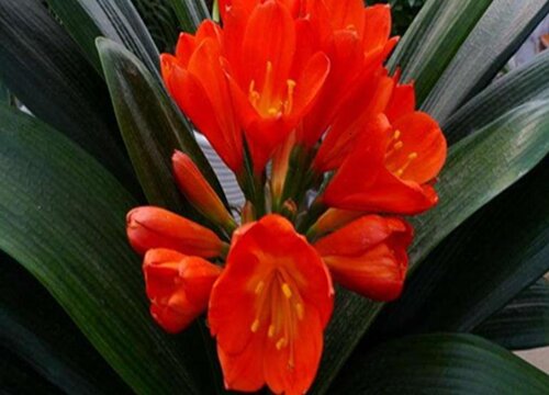 用什么养护君子兰年年开花不断