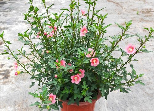 木槿适合大盆还是小盆