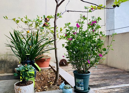 木槿适合大盆还是小盆