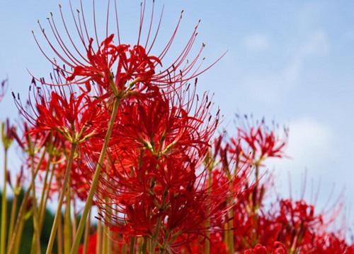 曼珠华沙的花语是什么 彼岸花代表的象征意义