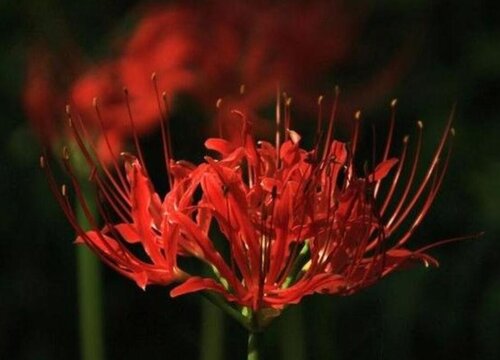 曼珠华沙的花语是什么 彼岸花代表的象征意义