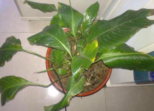 一帆风顺叶子尖发黑枯萎像烧焦怎么办