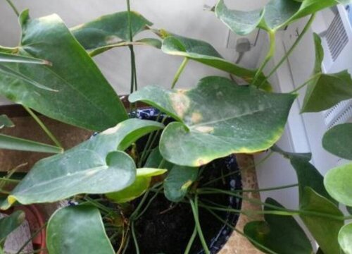 一帆风顺叶子尖发黑枯萎像烧焦怎么办