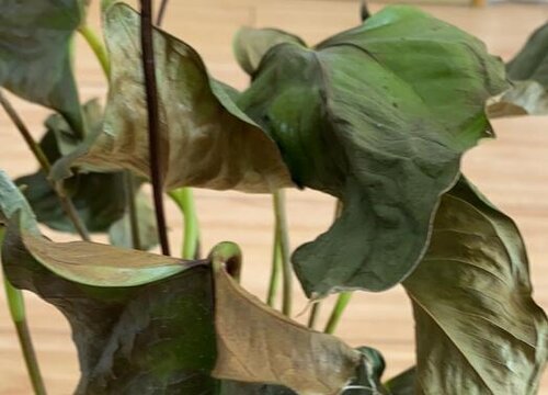 一帆风顺叶子尖发黑枯萎像烧焦怎么办