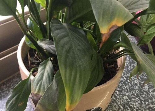 一帆风顺叶子尖发黑枯萎像烧焦怎么办