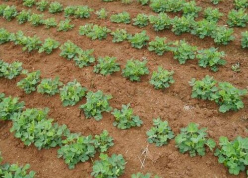 花生种植行距和株距多少合适
