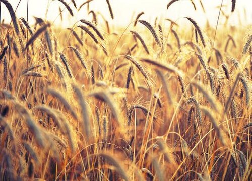 河南小麦什么时候成熟