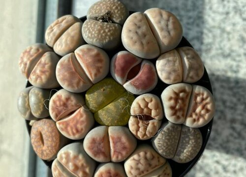 生石花换盆最佳时间