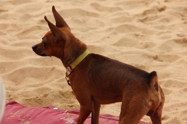 小鹿犬怎么训练它才能听话