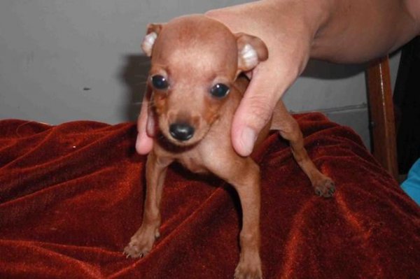 小鹿犬怎么训练它才能听话