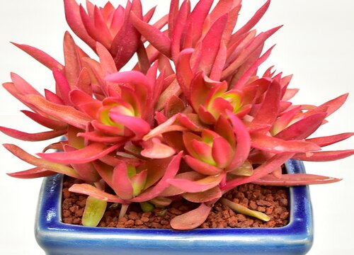 要想多肉长得好怎么养护