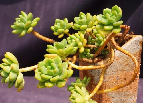 要想多肉长得好怎么养护