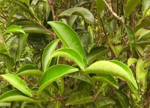 乌叶是什么树的叶子