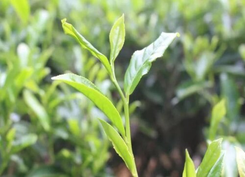 乌叶是什么树的叶子