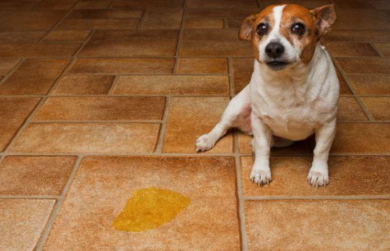 家里养狗狗怎么去除家里的味道