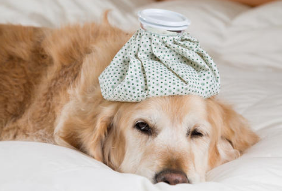 家里养狗狗怎么去除家里的味道