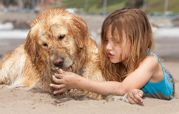 家里养狗狗怎么去除家里的味道
