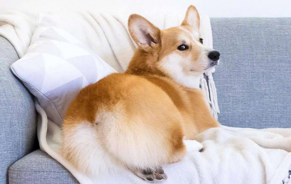 家里养狗狗怎么去除家里的味道