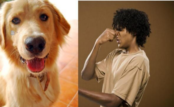 家里养狗狗怎么去除家里的味道