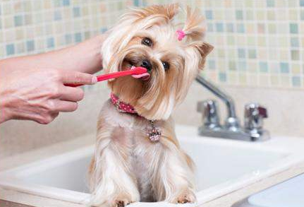 家里养狗狗怎么去除家里的味道