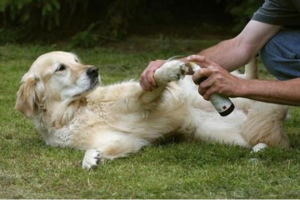 家里养狗狗怎么去除家里的味道