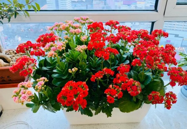 春节花卉都有哪些品种图片