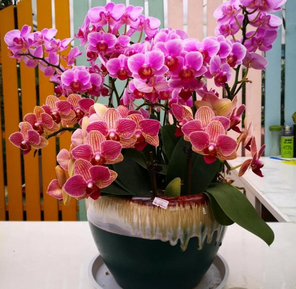 春节花卉都有哪些品种图片