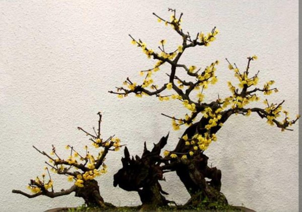 春节花卉都有哪些品种图片