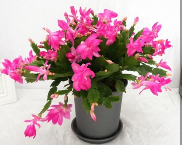 春节花卉都有哪些品种图片