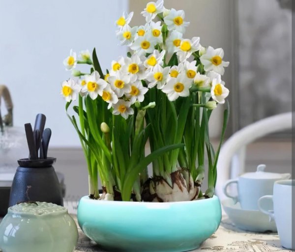 春节花卉都有哪些品种图片