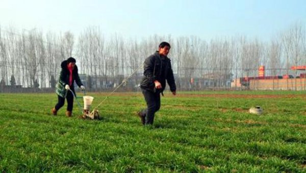 小麦播种机能播化肥吗