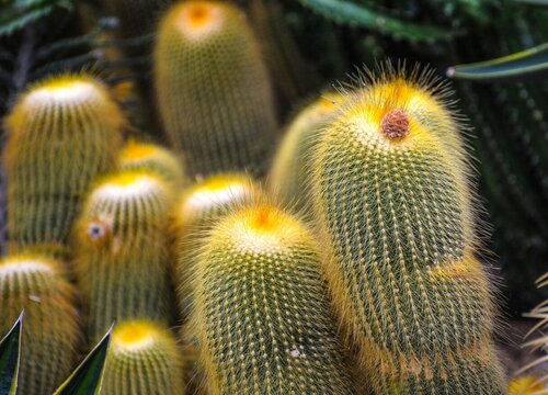 仙人球怎么养护颗颗饱满