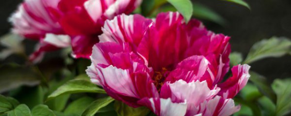 盆栽牡丹冬天怎么浇水