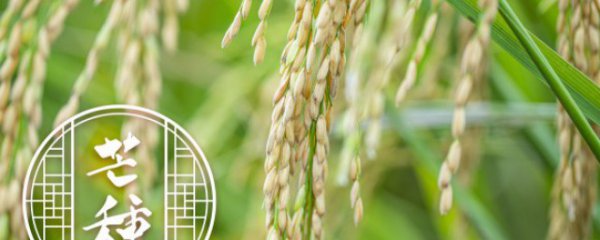 如何种植才能丰产