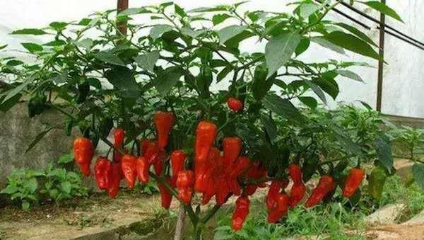 中国十大最辣辣椒排名图片