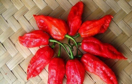 中国十大最辣辣椒排名图片