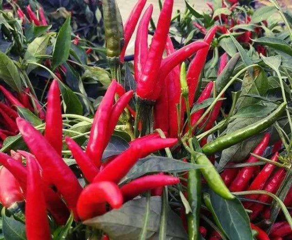 中国十大最辣辣椒排名图片