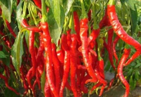中国十大最辣辣椒排名图片
