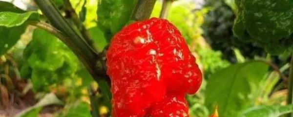 中国十大最辣辣椒排名图片