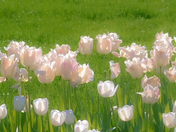 水瓶专治哪个星座