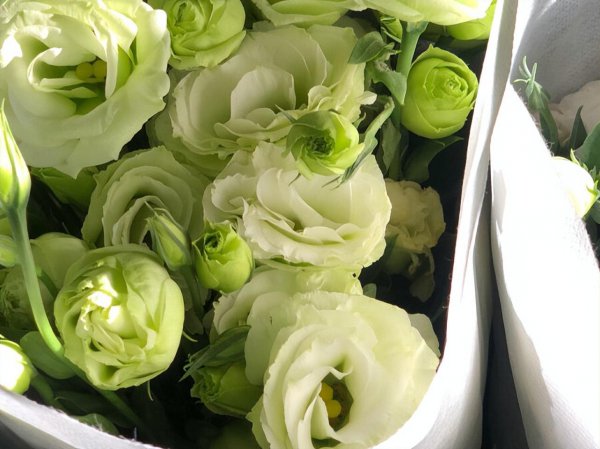 水瓶专治哪个星座