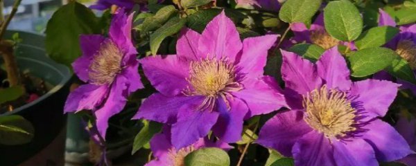 铁线莲什么季节种植