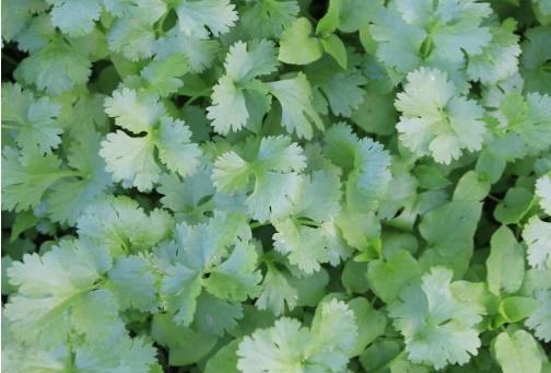 香菜能重茬种植吗