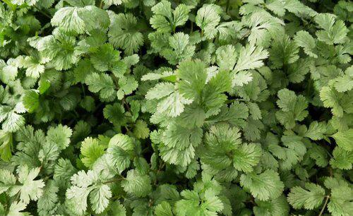 香菜能重茬种植吗